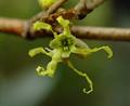 American witch-hazel